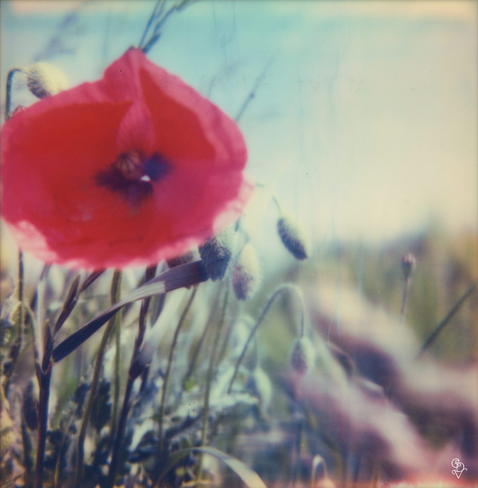 Poppy Realm