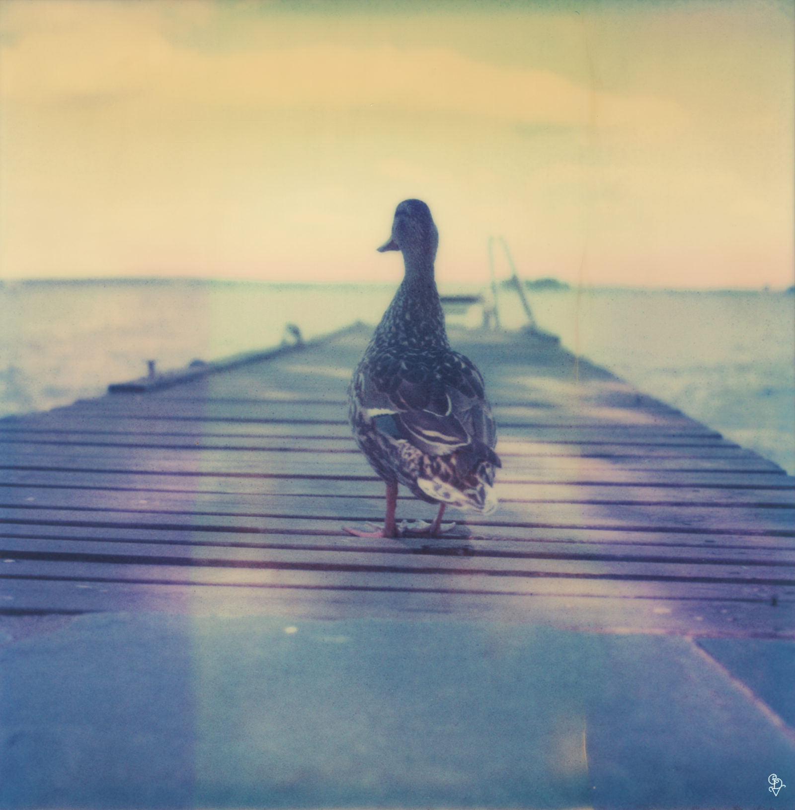 Hammarby Duck